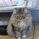 부산애견팡팡 이미지