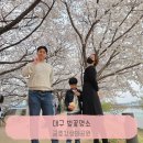생태와대구 | 대구 벚꽃 명소｜금호강생태공원 벚꽃길 실시간 후기