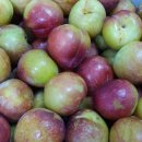 낙원농장4 이미지