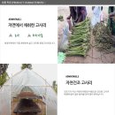 청정 지역 고사리입니다. 이미지