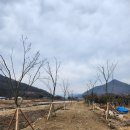 감꽃향흩날리는 이미지