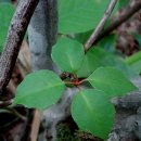 흑오미자(Schizandra nigra) 이미지