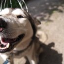 멍멍이천국 이미지