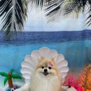 마마펫살롱 이미지