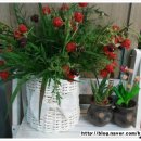 원조김경자대구왕뽈찜 이미지