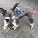 고색애견 이미지