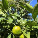 제주도한달살기 이미지