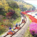 [여행스케치] 붉은 철쭉이 축제를 여는 곡성 섬진강변 이미지