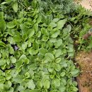 베리스앵초들 이미지