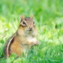 아기다람쥐 이미지