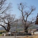 대강면 평촌마을 이미지