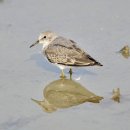 화성호의 흰꼬리좀도요(Temminck's Stint) 이미지