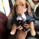 강아지의 품격 이미지