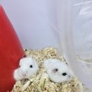 펫엔글라이더 천안점 이미지