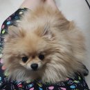 홍상희동물병원 이미지