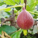 하나로마트 해남진도축협 이미지