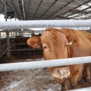 금순이농장 이미지