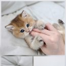 강아지고양이분양타이니퍼피