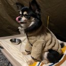 와룡천 | 강원도 영월 와룡천 캠핑장 다녀온 후기(feat.크리스마스캠핑)