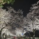 첨성대 | 경주 벚꽃 개화 상황 대릉원 돌담길 첨성대 벚꽃길 야경 후기 (3월 30일 기준 )