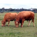 종우목장 이미지