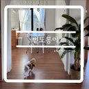 빈도롱이가 | 제주 빈도롱이 130평의 공간에서 내돈내산 반려동물동반 후기