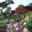 메주꽃이랑 이미지