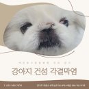 건성(주) | [안과] 건성 각결막염(KCS) 치료 후기 (feat. 만성 각막궤양)