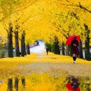 은행나무1길 이미지