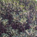 은목서재 이미지