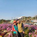 화순 고인돌 가을꽃축제 이미지