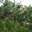 은대리 쉼나루 이미지