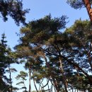 세븐일레븐(밀양긴늪휴게소점) | (캠핑) 밀양 기회송림야영장. 초록... 그 색에 반하다.(2015년5월16일 ~ 17일)