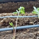 엘에프팜 이미지