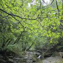 용소카 | 낭만충만했던 가평 유명산 우중등산 둘레길걷기 계곡 알탕까지