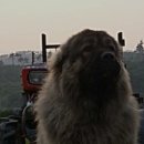 토실이네 이미지