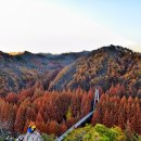 장태산 자연 휴양림 이미지