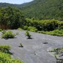 경남고성부동산(상리면 동산리 )...마을하고 떨어져 있는,산자락밑전원주택지 매매/912제곱미터,(6.500만원) 이미지