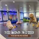 개구쟁이 애견 | [기장]놀아라 개구쟁이 | 추운날엔 실내운동장에서 뛰뛰 기장 애견카페!