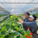 청년모종 이미지