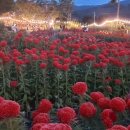 행복한 시낭송 이미지