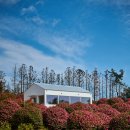 꽃향기 바다내음 | 제주 서귀포 가볼만한곳 동백꽃 제주 성산일출봉 맛집