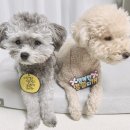 하이홉(hihope) | 강아지 목걸이 추석 애견 용품 선물 준비