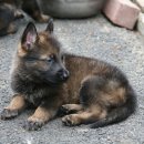 셰퍼트 분양 이미지