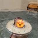 무인성인오락실 | 💛 덕구온천 스파월드 프라이빗룸 후기 (42,000원에 스파월드까지! 6살·20개월 아이와 다녀왔어요)
