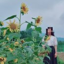 위천119안전센터 | 거창 위천 서덕공원(해바라기 현황) 방문(2022.07.12) +주차정보, 깨알팁 추가