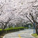 남해벚꽃길지나서 이미지