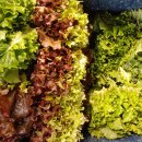 20250508(목) 청상추. 꽃상추. 적치마. 농부일상. 오가피. 머위. 초지리. 당조고추. 할라피뇨. 토마토. 직파. 상추. 적겨자 이미지