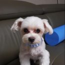 댕댕이 미용살롱 이미지