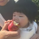 사이다소프트 | [미시간] 10월은 애플사이다의 계절🧡_Blake&#39;s orchard cider mill / Yates cider mill 방문 후기